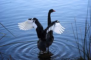 Black Swan, Lake Monger, 2010.